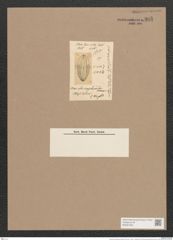 Navicula amphoroides O'Meara (de-Toni-Nr.: Genus 1, Species 361) Zeichnungen Sammlung Grunow Nr. 805 (NHMW-BOT-W0367229)